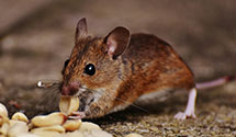 24 Hour & Emergency Exterminators in Altavista, VA